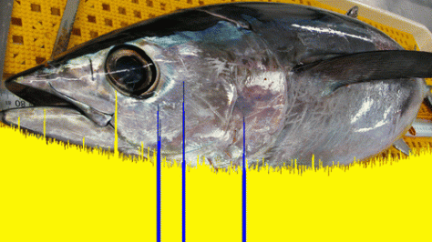 Tuna and gamma spectra. (Neville et al. 2014)